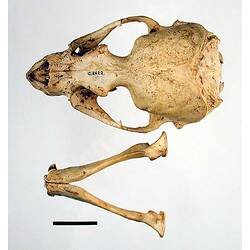 Seal lower jaw beside skull, external surfaces visible.