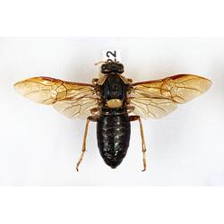Pinned insect specimen viewed from above, wings spread.