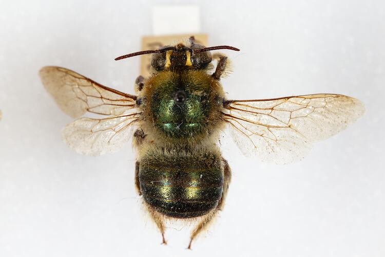 <em>Xylocopa Lestis bombylans</em>, Peacock Carpenter Bee. [HYM 99117]