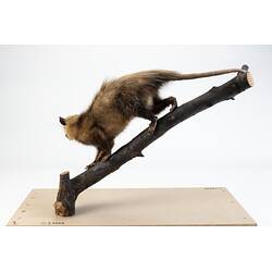 <em>Didelphis virginiana</em>, Virginia Opossum. [C 28888]