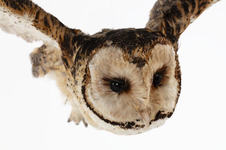 <em>Tyto novaehollandiae</em>, Masked Owl. [B 35109]