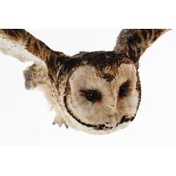 <em>Tyto novaehollandiae</em>, Masked Owl. [B 35109]