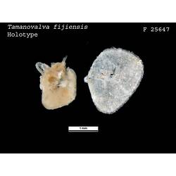 <em>Tamanovalva fijiensis</em>, sea slug.  Holotype.  Registration no. F 25647.