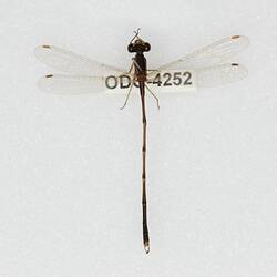 Our Wondrous Planet, Our Wild Family: Dry Specimen - Slender Ringtail, <em>Austrolestes analis</em> (Rambur, 1842)