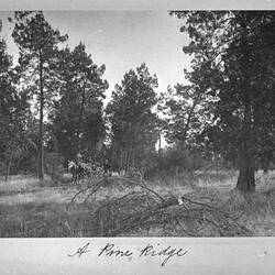Photograph - 'A Pine Ridge', by A.J. Campbell, Riverina, New South Wales, Jun 1895