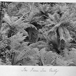 Photograph - 'In Fern Tree Gully', by A.J. Campbell, Barry's Range, Victoria, 1902