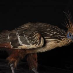 <em>Opisthocomus hoazin</em>, Hoatzin. [2951]
