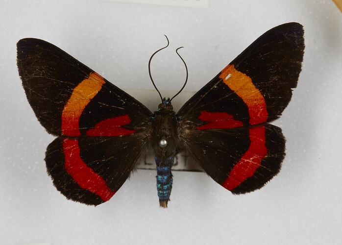 <em>Milionia</em> sp., geometrid moth. [HET 51366]