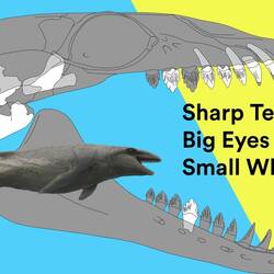 Janjucetus dullardi: Sharp Teeth, Big Eyes, Small Whale