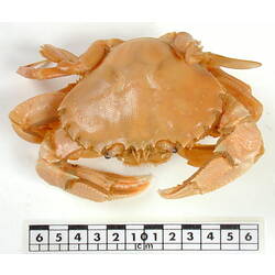 Dorsal view of crab specimen beside scale bar.
