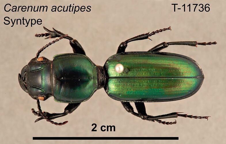 Beetle specimen, dorsal view.