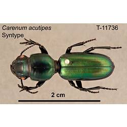 Beetle specimen, dorsal view.