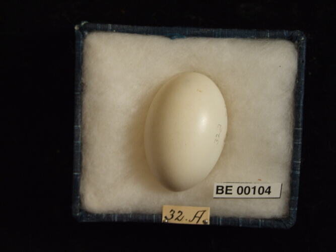 Bird egg and specimen label in box.