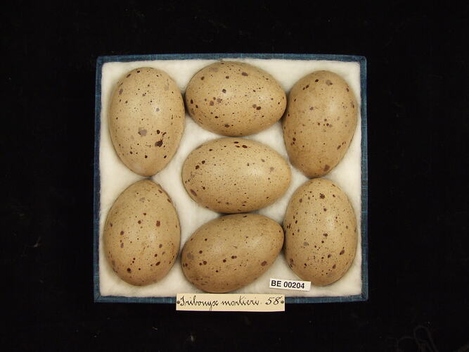 Seven bird eggs with specimen labels in box.