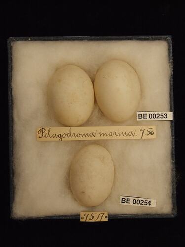 Three bird eggs with specimen labels in box.