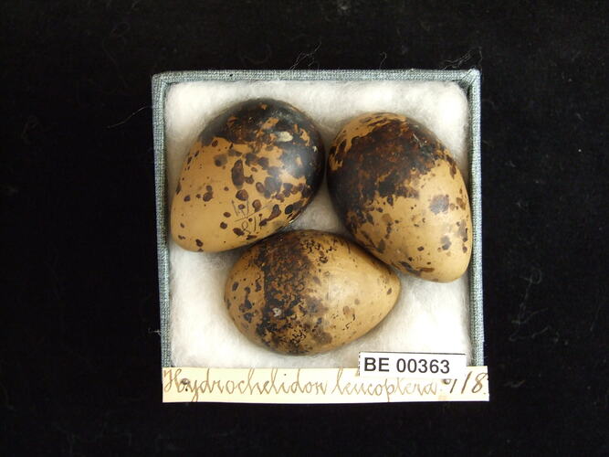 Three bird eggs with specimen labels in box.