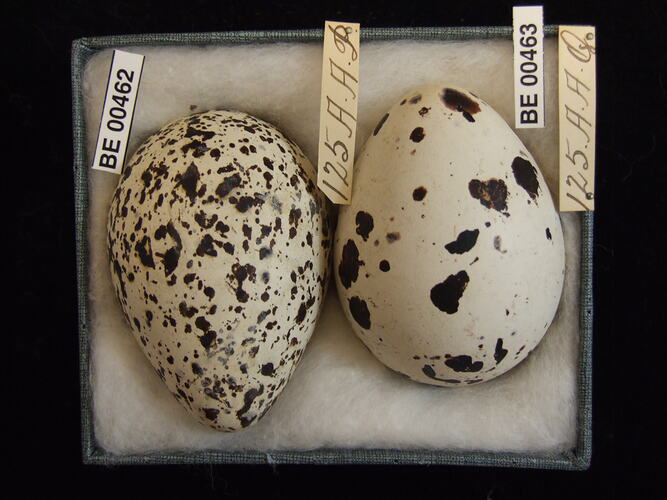 Two bird eggs with specimen labels in box.