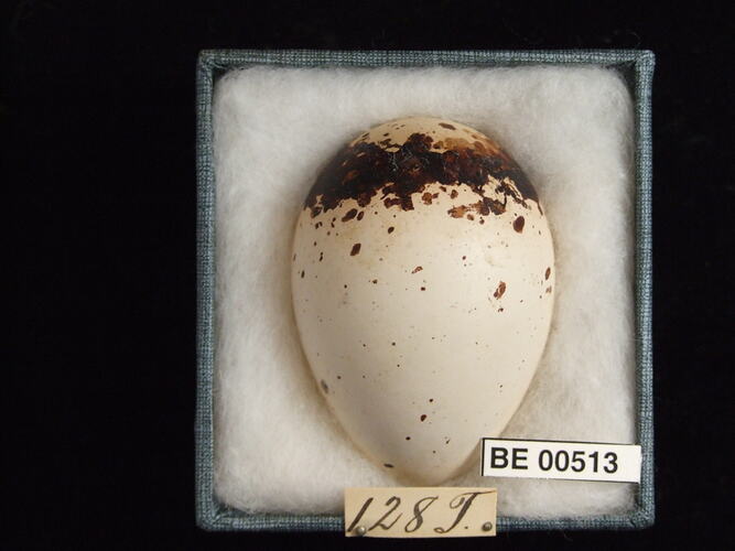 Bird egg with specimen labels in box.