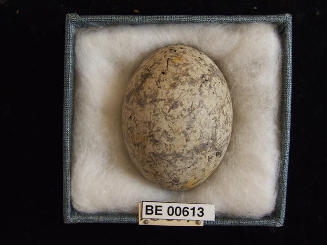 Bird egg with specimen labels in box.