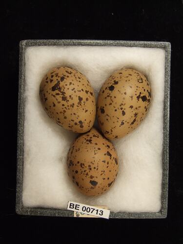 Three bird eggs with specimen labels in box.