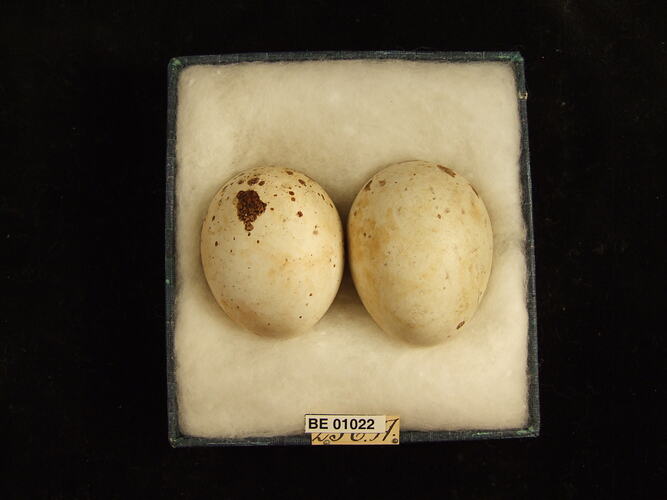 Two bird eggs and specimen label in box.