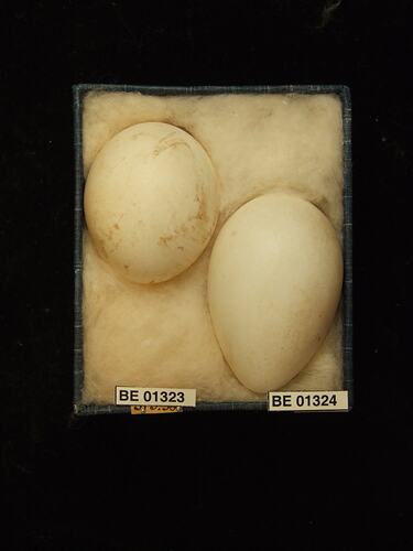 Two bird eggs with specimen labels in box.