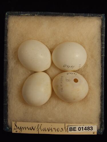 Four bird eggs with specimen labels in box.