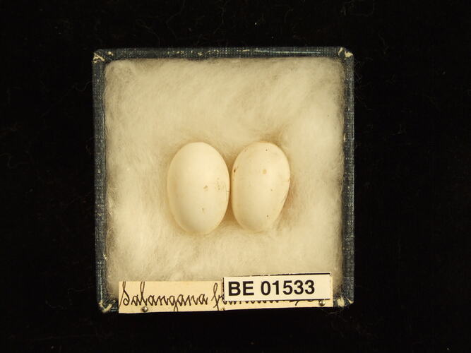 Two bird eggs in box with specimen labels.