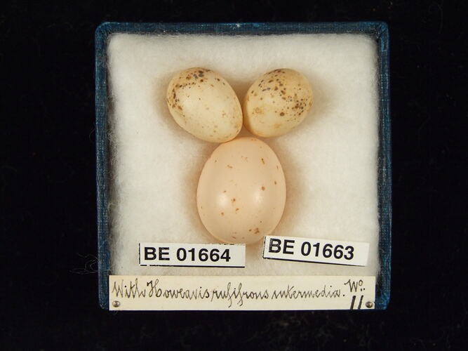 Three bird eggs with specimen labels in box.