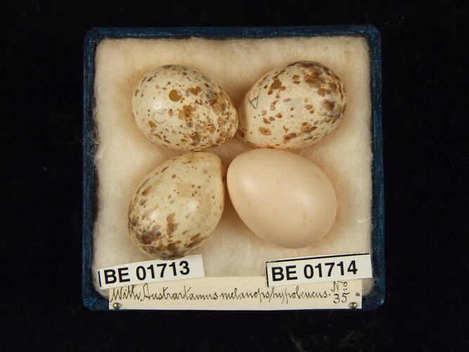 Four bird eggs with specimen labels in box.