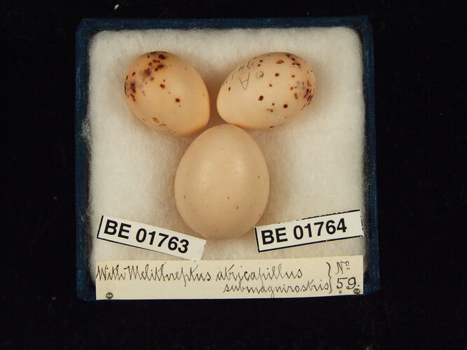 Three bird eggs with specimen labels in box.