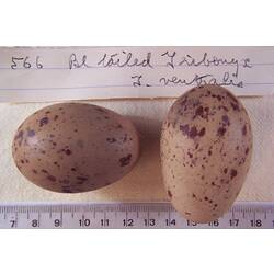 Two bird eggs and specimen labels beside ruler.