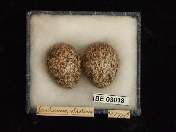 Two bird eggs in box with labels.