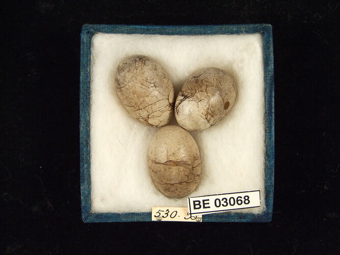 Three bird eggs in box with labels.