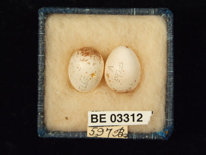Two bird eggs in box with labels.
