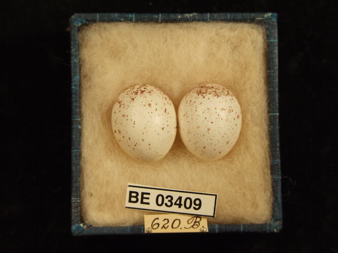 Two bird eggs in box with labels.