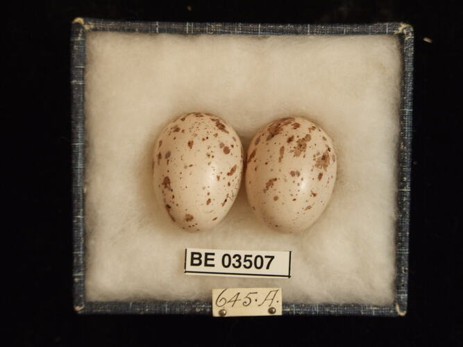 Two bird eggs in box with specimen labels.