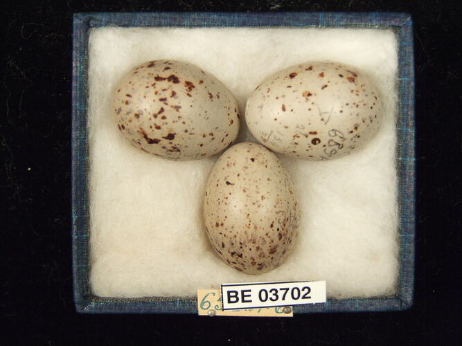 Three bird eggs in box with specimen labels.