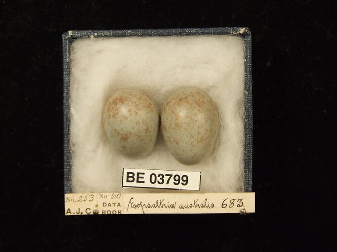 Two bird eggs in box with specimen labels.