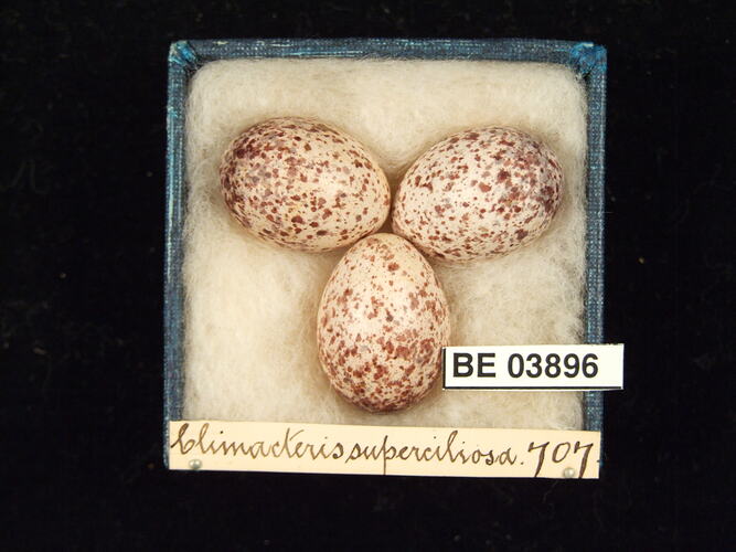 Three bird eggs in box with specimen labels.