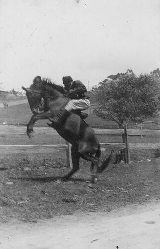 Digital Photograph - Holden Brothers Circus, Indigenous 'Buck Jumper' Riding Rearing Horse, 1900-1910