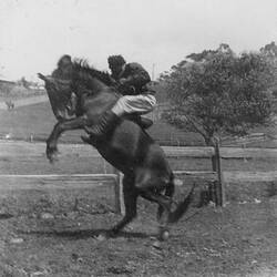 Digital Photograph - Holden Brothers Circus, Indigenous 'Buck Jumper' Riding Rearing Horse, 1900-1910