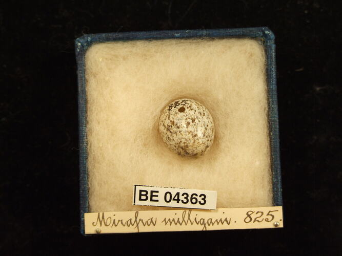 Bird egg in box with specimen labels.