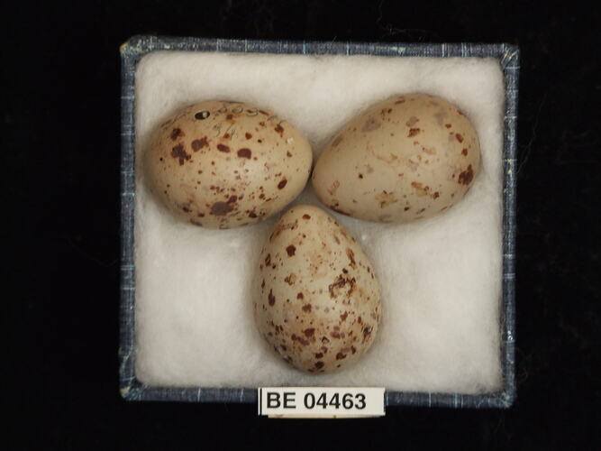 Three bird eggs with specimen labels in box.