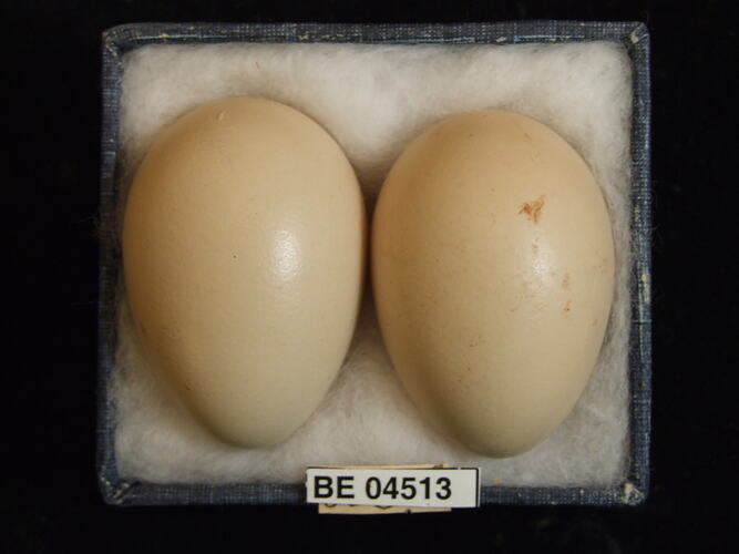 Two bird eggs with specimen labels in box.