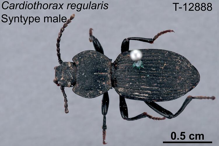 Beetle specimen, male, dorsal view.