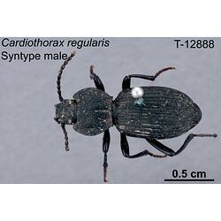 Beetle specimen, male, dorsal view.