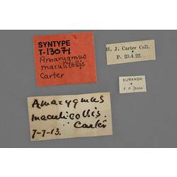 Entomology type specimen labels.