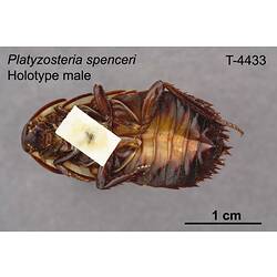 Cockroach specimen, male, ventral view.