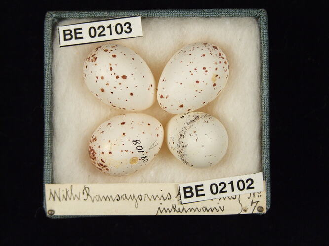 Four bird eggs with specimen labels in box.